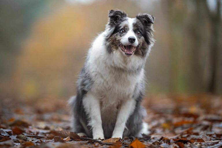 Dog Photographer Northampton - Border Collie portrait