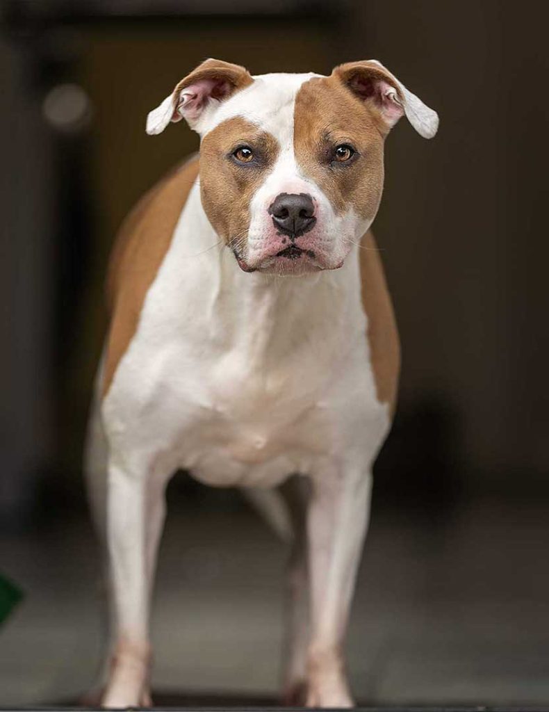 Dog Walker Northampton Best Dog Walking & Sitting Service