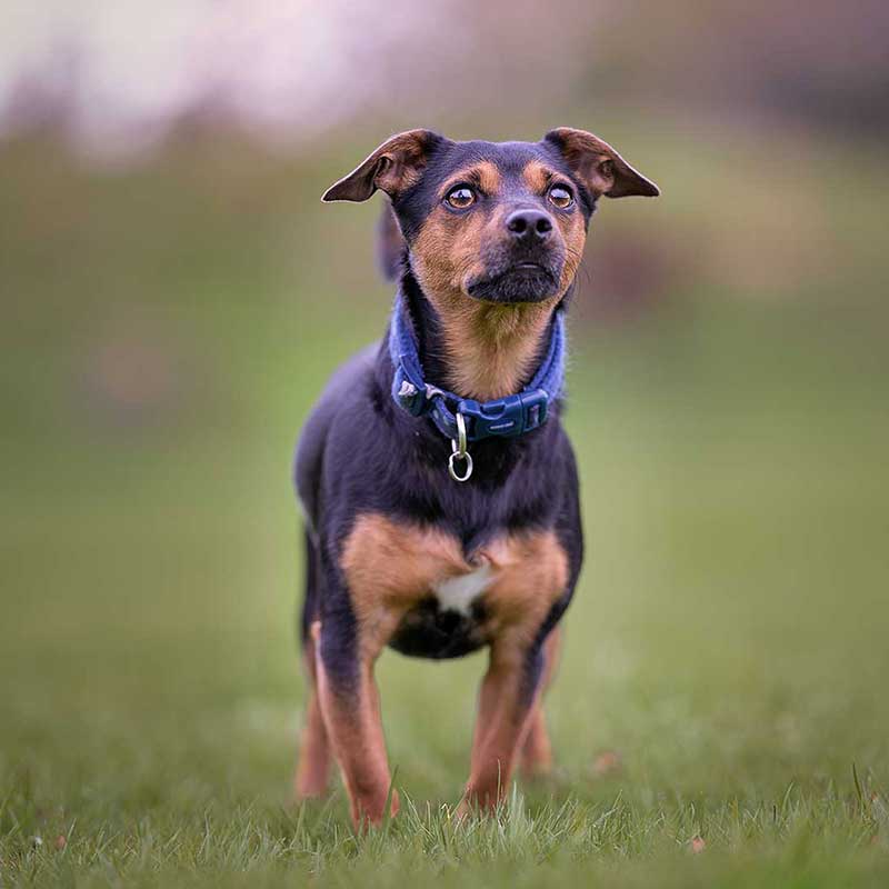 Dog Walking Premium Dog Walkers Northampton