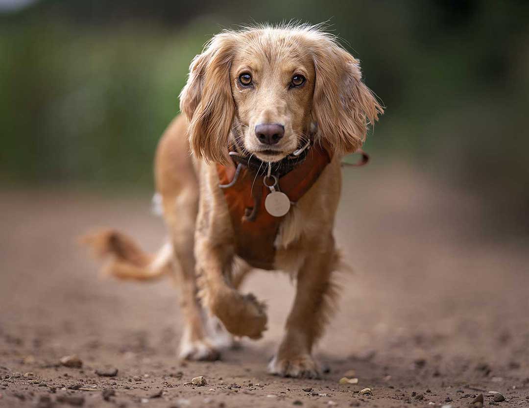 Northampton Dog Walking & Pet Sitting Best Local Service