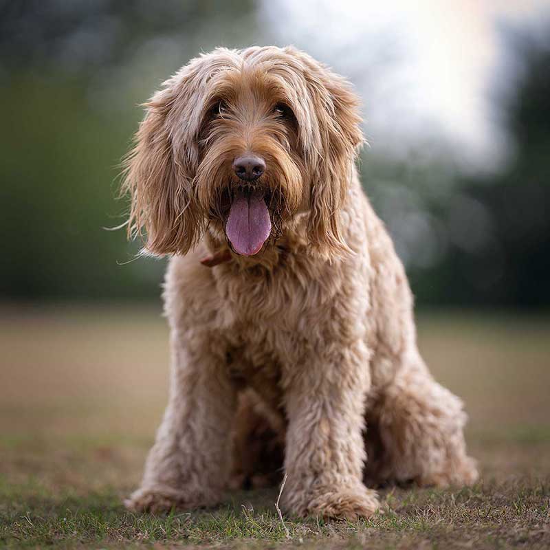 Contact Us Page Premium Dog Walkers Contact Information