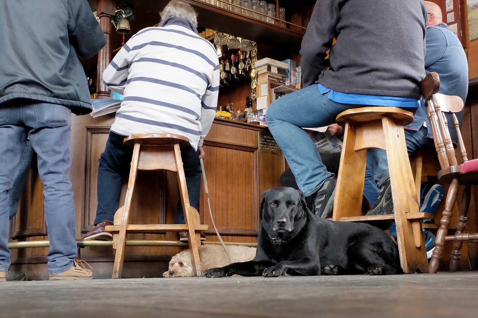 10 Dog Friendly Pubs In Northampton A Pint With Your Pooch