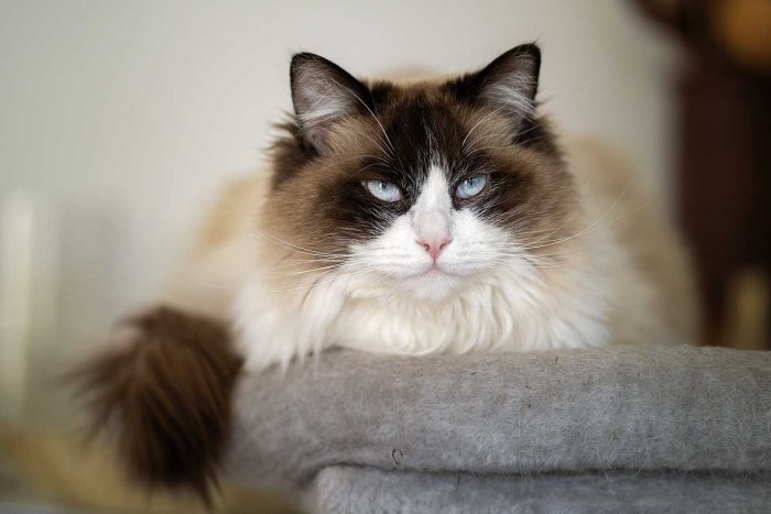 Cat Sitting Northampton