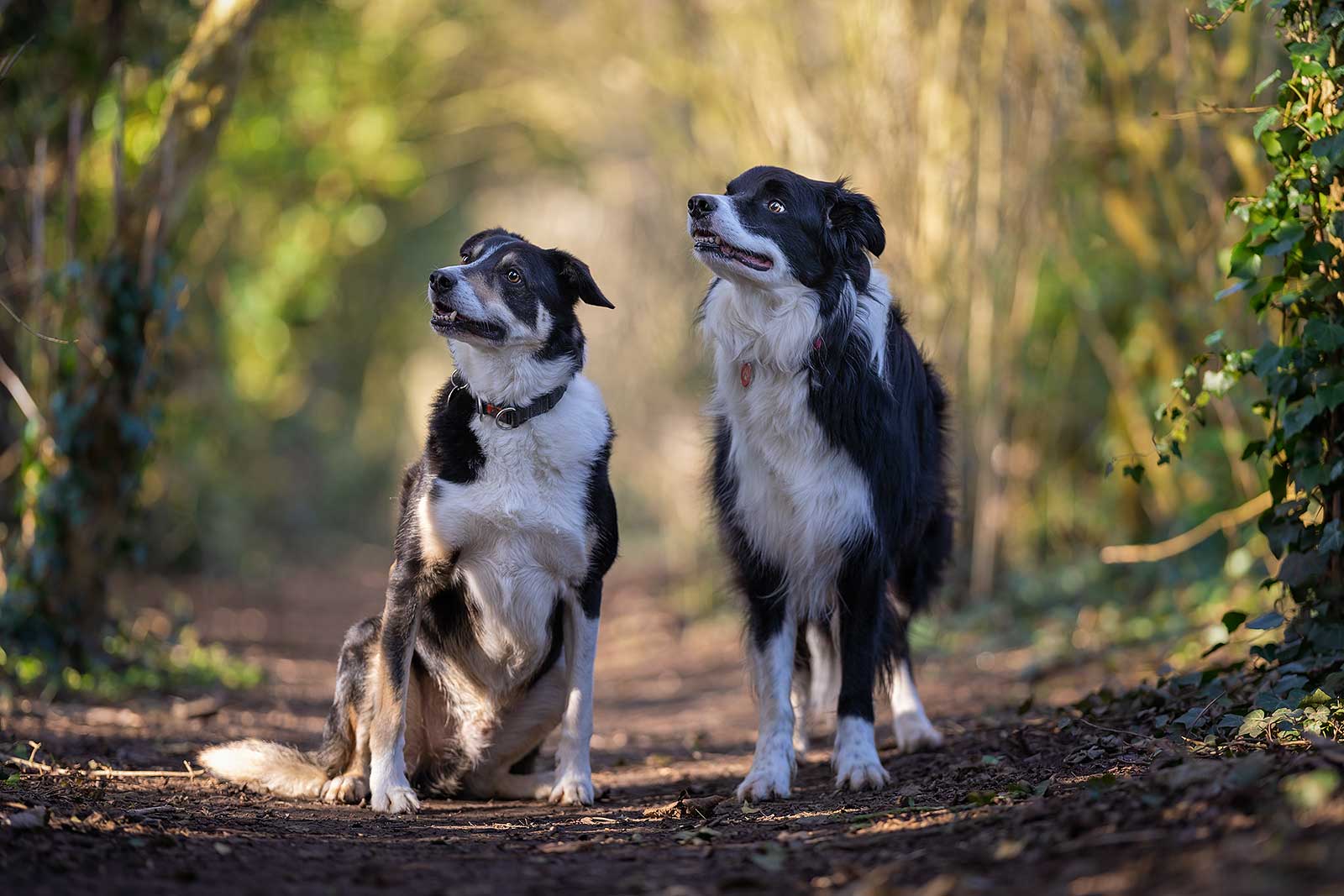 Kingsthorpe Dog Walker Fully Insured Service